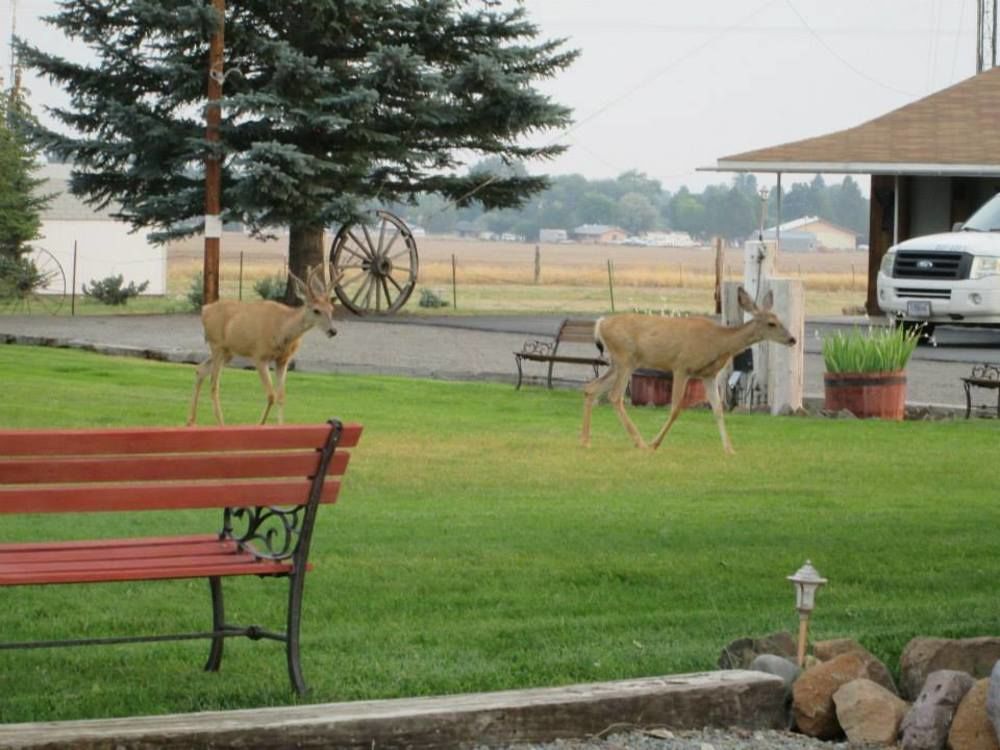Rim Rock Motel Альтурас Экстерьер фото